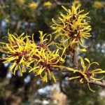 witch hazel